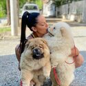 Chow chow Puppies-0