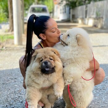 Chow chow Puppies