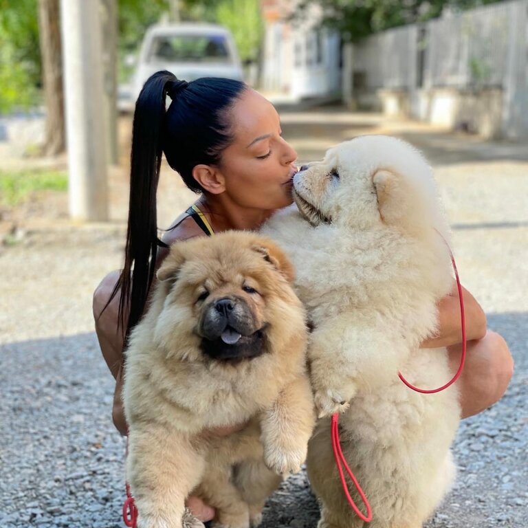 Chow chow Puppies