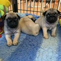 Stunning fawn pug puppies-0