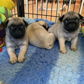 Stunning fawn pug puppies