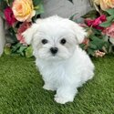 Maltese puppies male and female Available-0