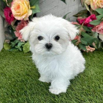 Maltese puppies male and female Available