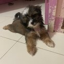 pure breed shih tzu-1