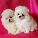 Pomeranian Puppies  whatsapp.( +63 909 238 4393)-3