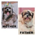 shih tzu puppies for sale-3