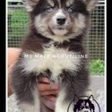 For Rehoming Siberian Husky-1