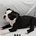 Boston Terrier Puppies-2