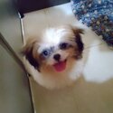 Shi tzu female -0