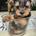 Miniature Yorkshire Terrier -1