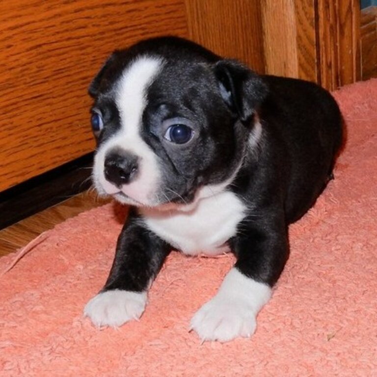 Boston Terrier Puppies