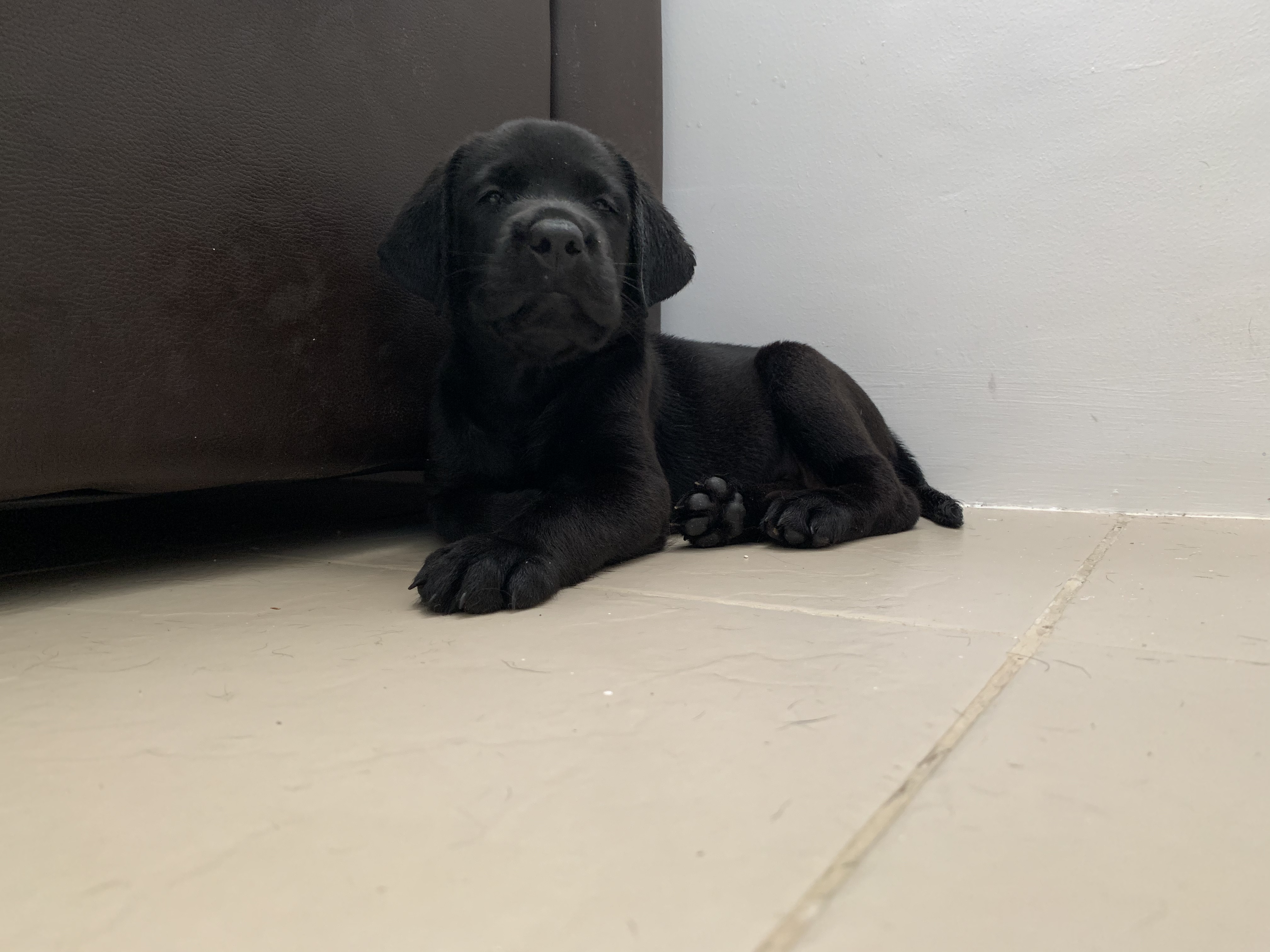 Purebred Black Labrador Puppies