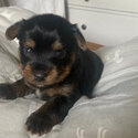 Yorkshire terrier boy and girls for adoption into new homes-1