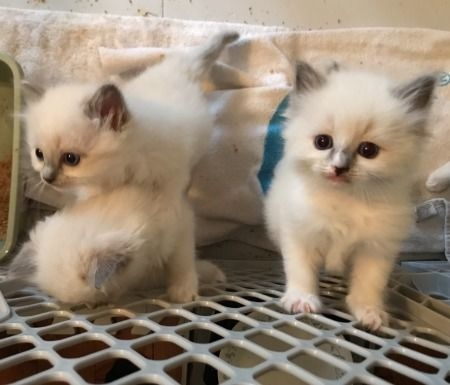 Ragdoll kittens available 