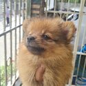 Pomeranian Puppies (Fox Type)-4