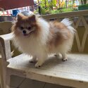 Male Pure Pomeranian from Thailand with papers-3