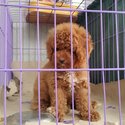 Toy Poodle Pure Breed (Male-10weeks)-2