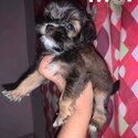 shih tzu puppies for sale-0