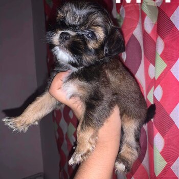 shih tzu puppies for sale