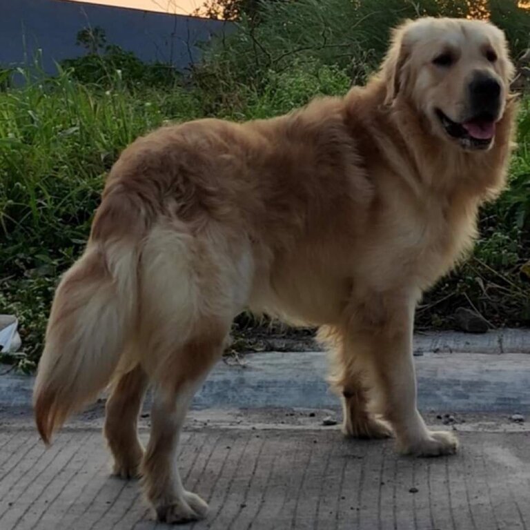 Golden Retriever Puppies