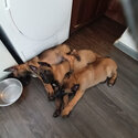 Male and female Belgian malinois puppies for lovely new homes -0