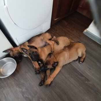 Male and female Belgian malinois puppies for lovely new homes 