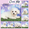 PureBreed Bichon Frise Champ Line-2