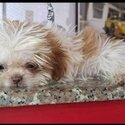 Shih Tzu puppies for rehoming (Male &amp; Female available)-4