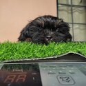 Shih Tzu for sale-3