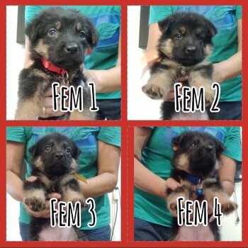 German Sheped Puppies for sale