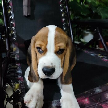 Hungarian Beagle 