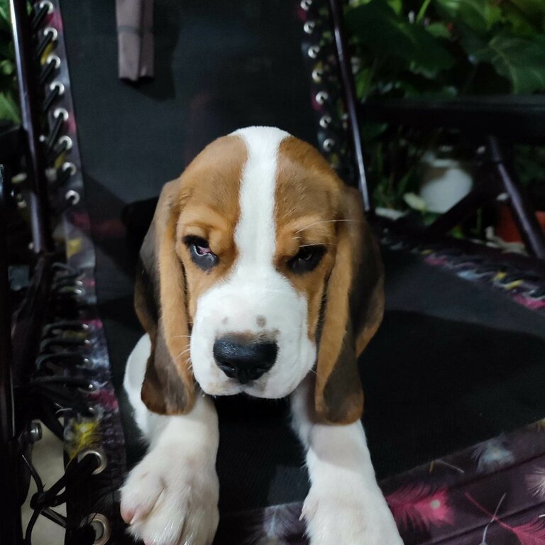 Hungarian Beagle 