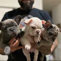 Cute Little Frenchies for rehoming -0