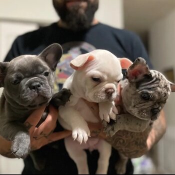 Cute Little Frenchies for rehoming 