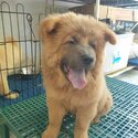 Chow chow - 5 months old - Fully vaccinated by a licensed VET with Anti-rabies shot ( 4x shot - 5in1-0