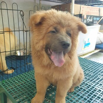 Chow chow - 5 months old - Fully vaccinated by a licensed VET with Anti-rabies shot ( 4x shot - 5in1