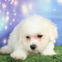 Shichon Puppy Bichon Frise x ShiCHON Shih Tzu and Bichon cross-3