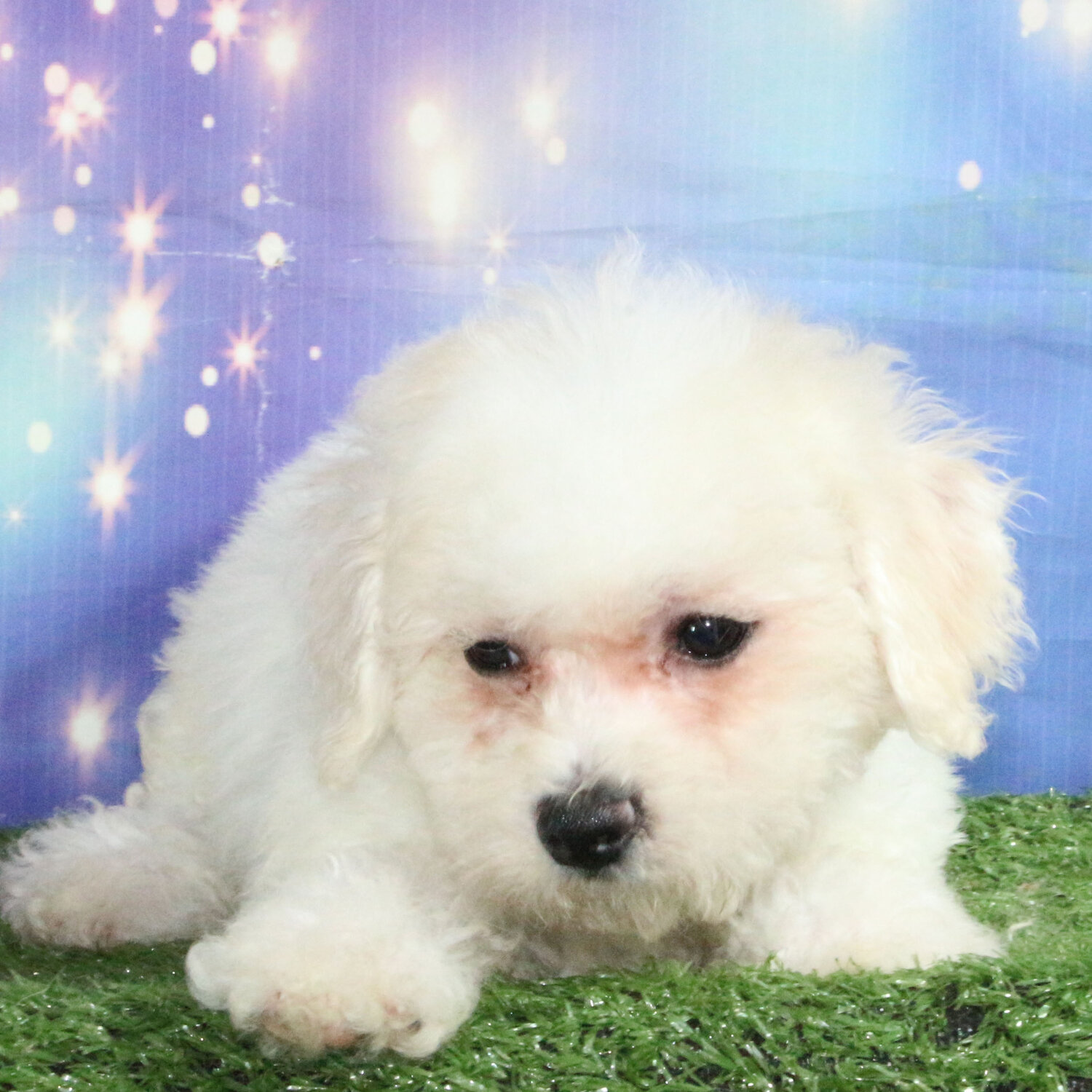 Shichon Puppy Bichon Frise X ShiCHON Shih Tzu And Bichon Cross