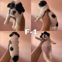 shih tzu puppies-1