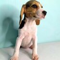 Beagle for Sale-3