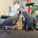 Hand Tame African Grey Parrots-1