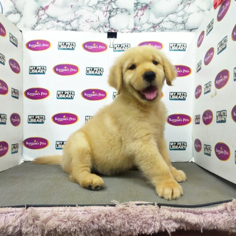 Golden Retriever puppies with Papers