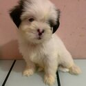 shih tzu-1