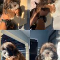 All Male Shih Tzu Liver line Tri-color-3