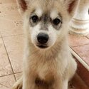 Available Pure Bred Siberian Husky, Female-0