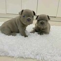 French bulldog puppies for adoption WhatsApp  me   +63 909 238 4393-1