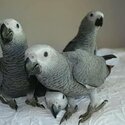 Available Fertile Parrots eggs and parrots for sale-1