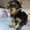 Yorkshire Terrier for sale-1