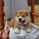 Healthy Shiba Inu Pups avilable-0