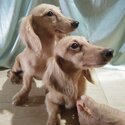 Mini Dachshund English Cream Long Hair Puppies Dogs for sale-1